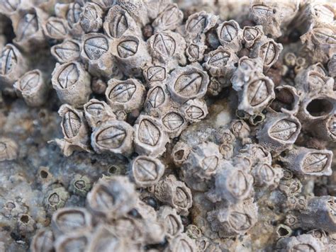  Barnacles: ¡Conchas pegadas a las rocas que viven una vida sorprendentemente activa!