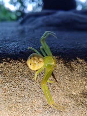  ¡Conoce al Urocteon, el Maestro Arácnido de la Camuflaje Nocturno!