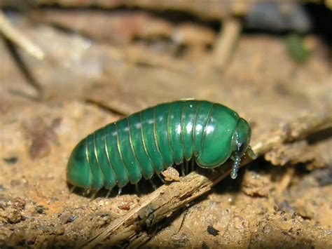  Orfium! Un Myriapoda que te Hará Pensar dos Veces Antes de Pisar una Rama en el Bosque