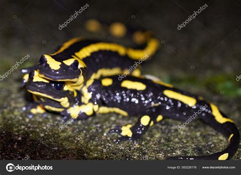 Salamandra de Fuego: ¡Un Anfibio Pequeño que Acribilla las Hojas con su Lengua!