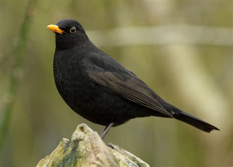  Tordo: ¡Un ave de plumaje oscuro que canta melodías increíbles en los árboles más altos!