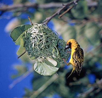  ¿Qué es un Weaver鳥 y cómo crea su hogar en los árboles?