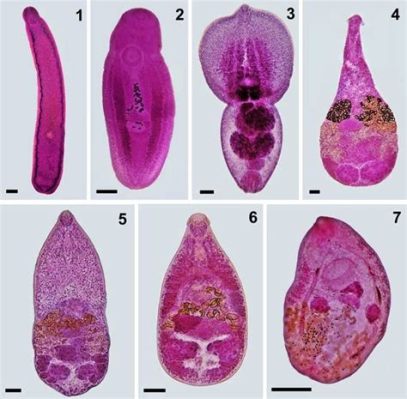  Zygophyllum! El Trematodo del Mar Mediterráneo con un Estilo de Vida que te Dejará Boquiabierto