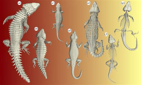  Branchiura! Un pequeño depredador terrestre con una armadura impresionante