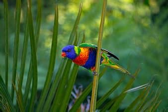  Cacatúa: ¡Un plumaje multicolor que inspira asombro con su inteligencia de loro!