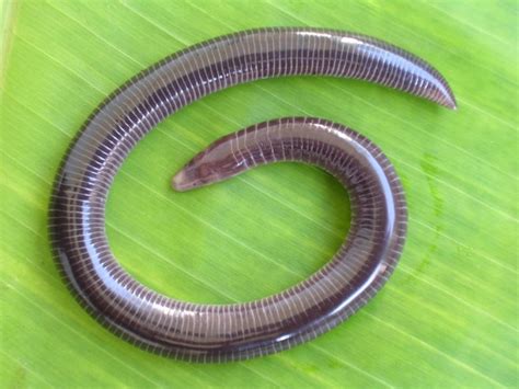  Caecilian: ¡El misterio subterráneo de la piel lisa!