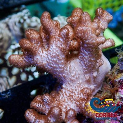  Colt Coral: ¡Descubre el ballet submarino de esta colonia coralina que se abre y cierra con la danza del sol!