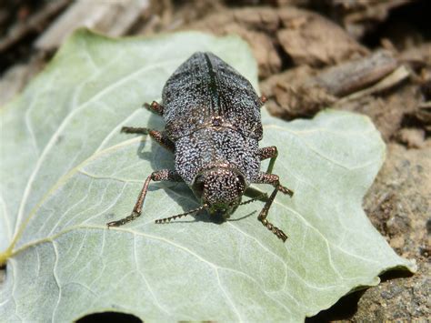  El Escarabajo Dorado: ¡Un insecto brillante que brilla con la intensidad de mil soles!