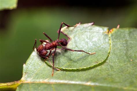  Hormiga Come Hormigas! ¿Deberías Temer a Este Curioso Lagarto con Escamas de Piedra?