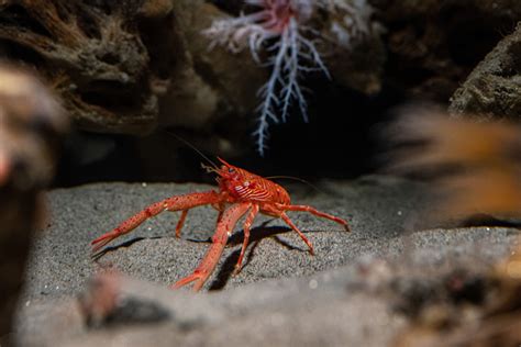  Queuesnapped! A Deep Dive into the Quirky World of the Squat Lobster