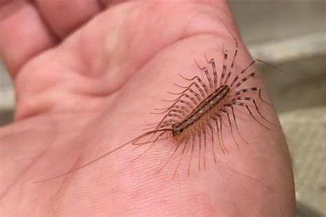  Scutigera! Una Maravilla Artrópoda Con Miles de Patas Que Te Dejará boquiabierto