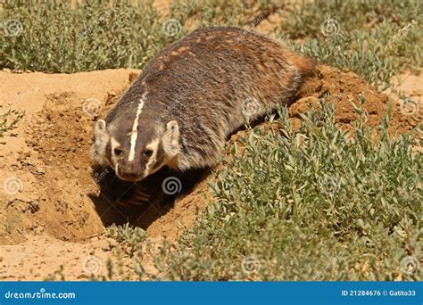  ¡El Badger, un pequeño carnívoro con una pasión por la excavación! El badger es conocido por su feroz tenacidad al excavar madrigueras complejas y por su dieta omnívora que incluye insectos, gusanos, raíces y pequeños mamíferos.