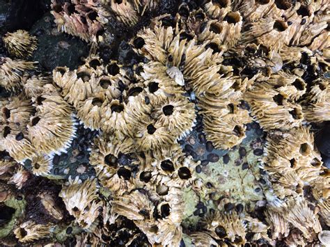   Y-Shaped Barnacles: Are They the Secret Architects of Intertidal Life?