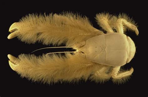  Yeti Crab: ¿Un Crustáceo con Pelos Que Defienden su Hogar en las Profundidades Oceánicas?