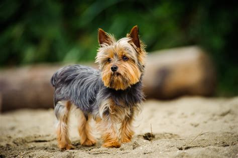   Yorkshire Terrier: Un animal que se arrastra y crea laberintos en el fondo marino