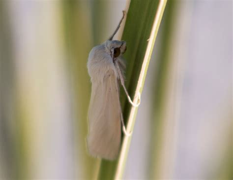  Yucca Moth ¿Un Héroe Enmascarado del Desierto o un Manipulador Maquiavélico?